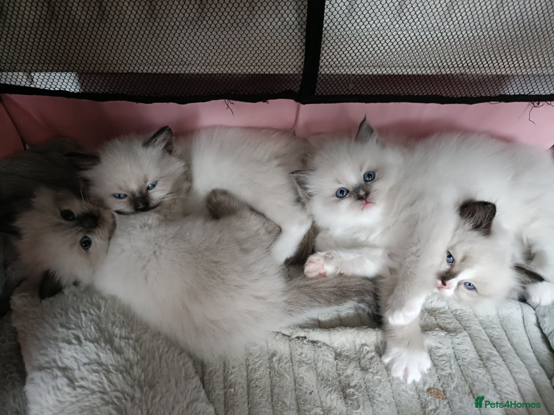 Ragdoll cats for sale: 💞 Beautiful Ragdoll 💞 - Image 5