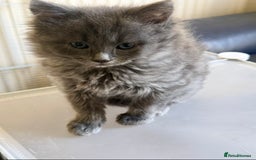 Mixed Breed cats for sale: Delightful Rag-doll Mixed Breed Kittens READY NOW! - Image 23