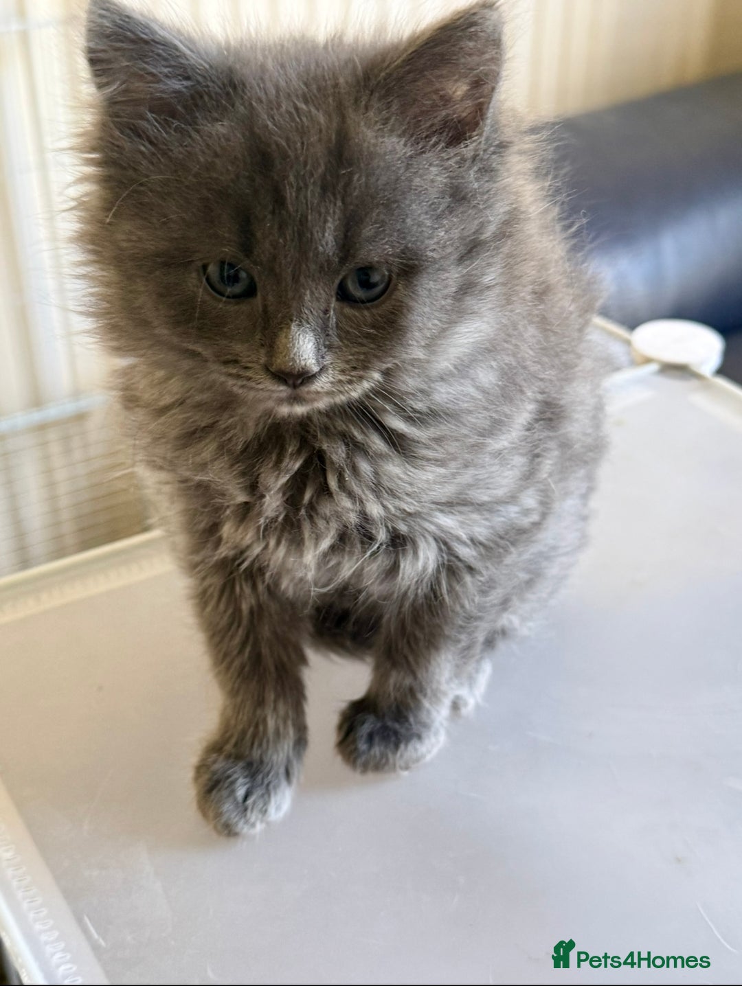 Mixed Breed cats for sale: Delightful Rag-doll Mixed Breed Kittens READY NOW! - Image 23