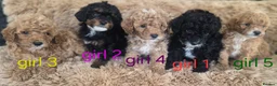 Toy Poodle dogs for sale: Toy poodle 🐩 kc registered mum and dad  in Chester - Advert 30