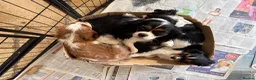 Cavalier King Charles Spaniel dogs for sale: Pedigree Cavalier King Charles Spaniel Puppies - Advert 4