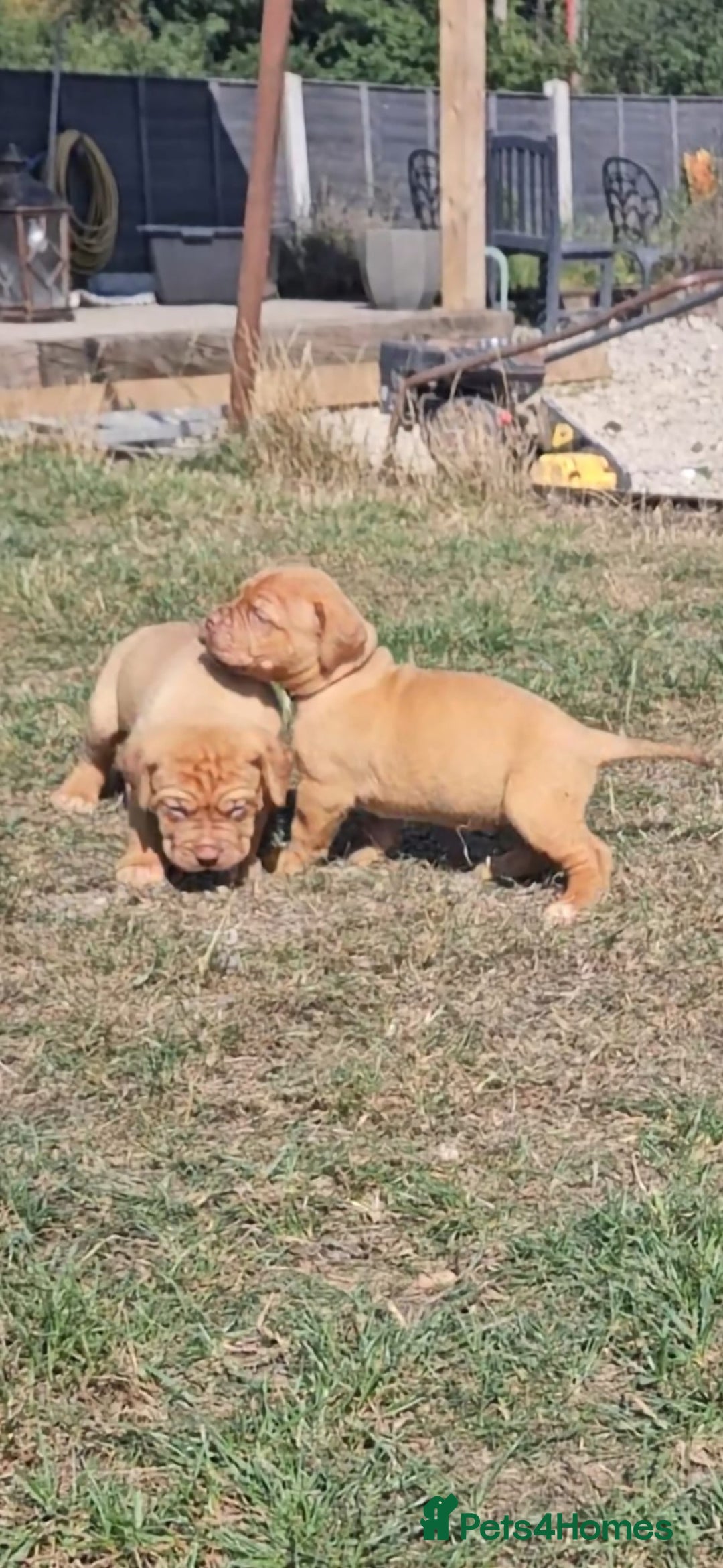 Dogue De Bordeaux dogs for sale: Dogue de Bordeaux Puppy - 3 months old - Image 8