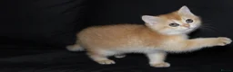 British Shorthair cats for sale: TICA pedigree pure breed golden kittens - Advert 11