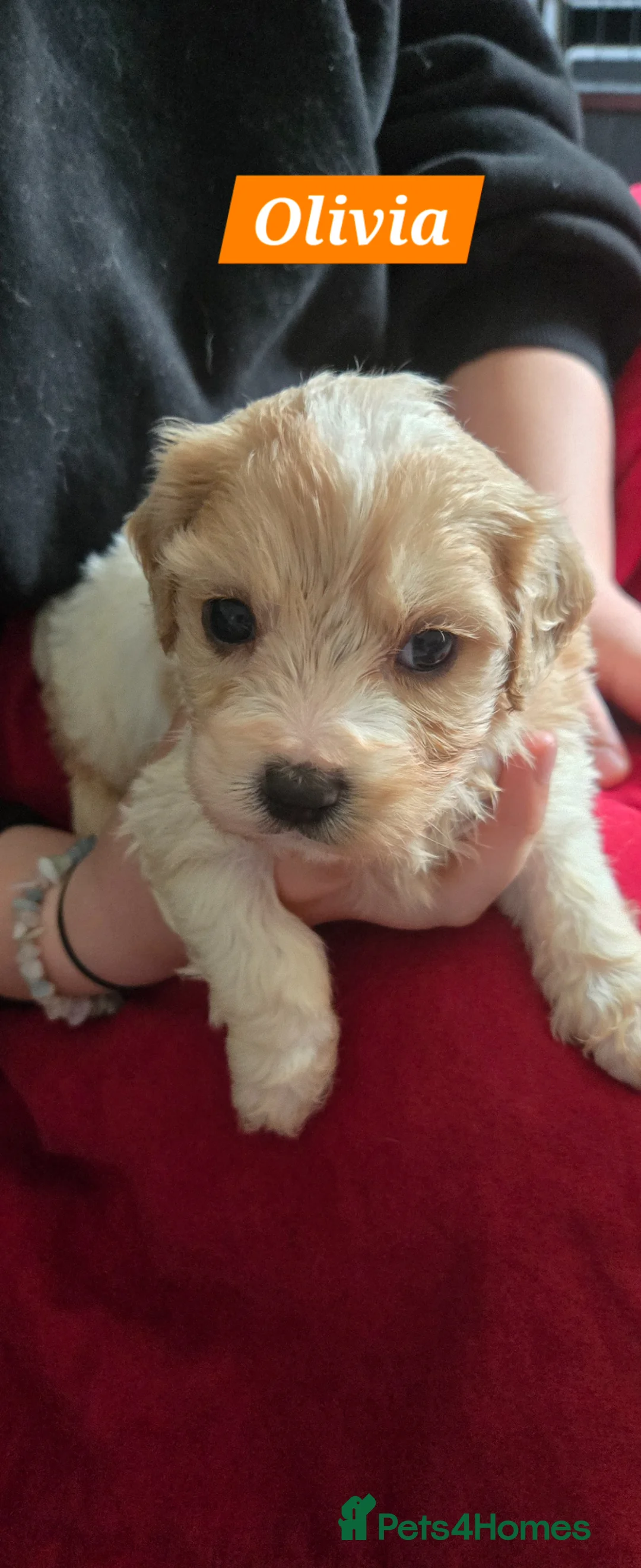 Cavachon dogs for sale: Gorgeous Cavachon puppies - Advert 2