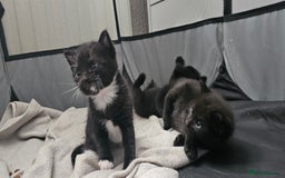 Domestic Shorthair cats for sale: 2 MALE 1 FEMALE  - Image 2