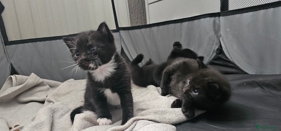 Domestic Shorthair cats for sale: 2 MALE 1 FEMALE  - Image 2