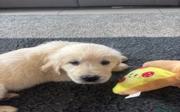 Golden Retriever dogs for sale: Beautiful Golden Retriever puppies - Image 12
