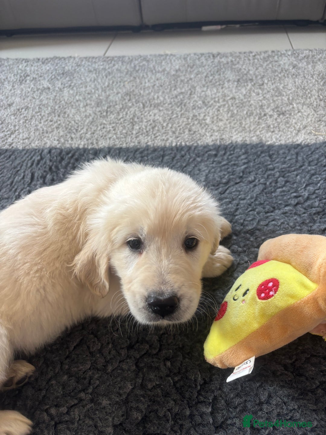 Golden Retriever dogs for sale: Beautiful Golden Retriever puppies - Image 12