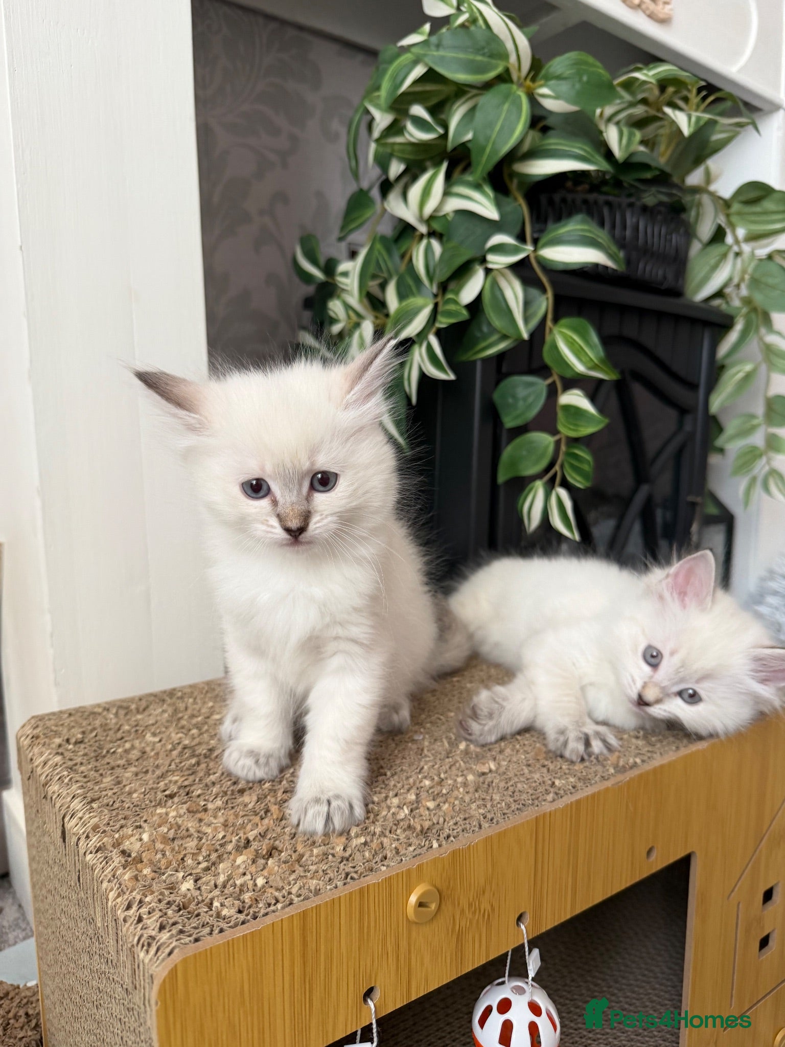 Ragdoll cats ✨Ragdoll Kittens for Sale - Advert 3