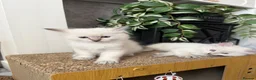 Ragdoll cats for sale: ✨Ragdoll Kittens for Sale - Advert 9