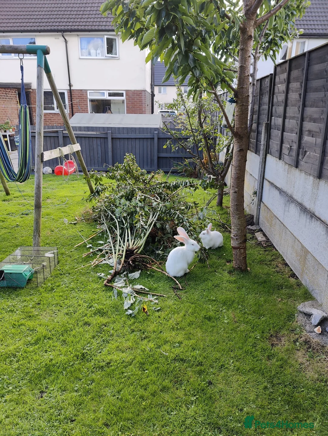 Blanc De Bouscat rabbits for sale: Baby rabbits for sale - Advert 4