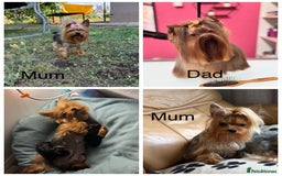 Yorkshire Terrier dogs for sale: Boy and girl -mini Yorkshire terrier  - Image 1