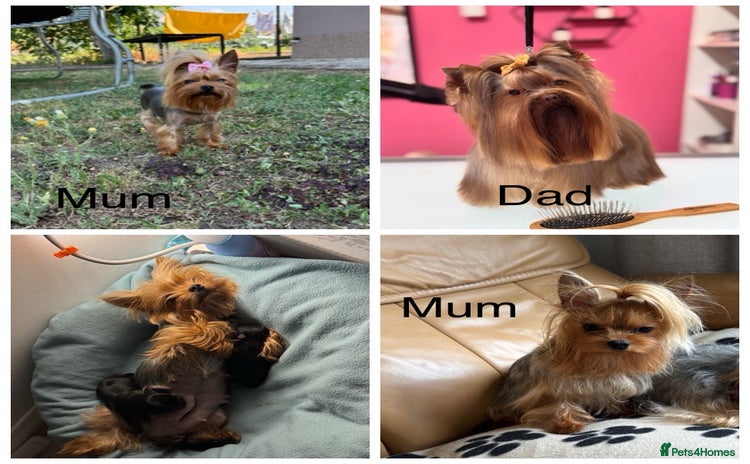 Yorkshire Terrier dogs - Advert 1
