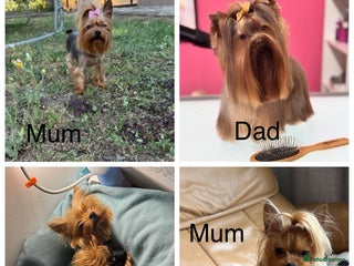 Yorkshire Terrier dogs - Advert 10