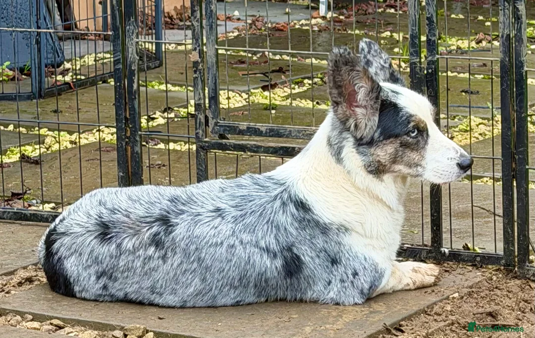 Welsh Corgi Cardigan dogs for adoption: MICHELLE – Welsh Corgi Pembroke  - Advert 3