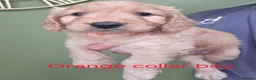 Cockapoo dogs for sale: F1 Cockapoos hereditary clear - Advert 11