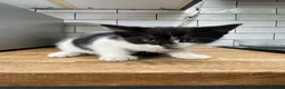 Mixed Breed cats for sale: 8 Week Old Kittens in Birmingham - Advert 7