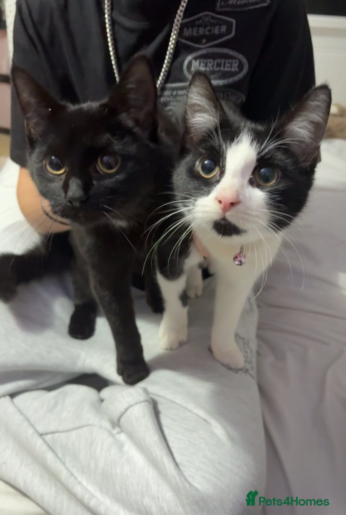 British Shorthair cats 2 beautiful female kittens for sale - Advert 1