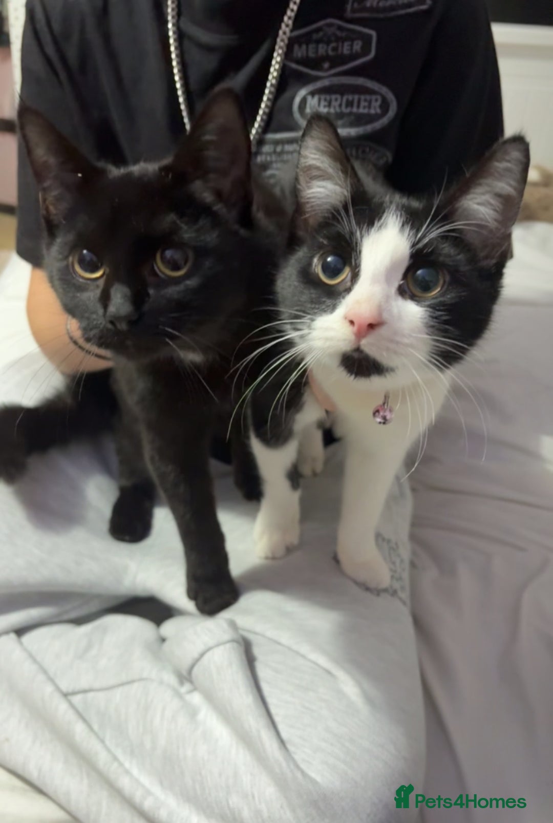 British Shorthair cats for sale: 2 beautiful female kittens for sale - Advert 1