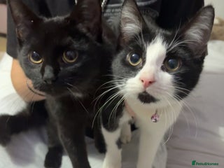 British Shorthair cats 2 beautiful female kittens for sale - Advert 1