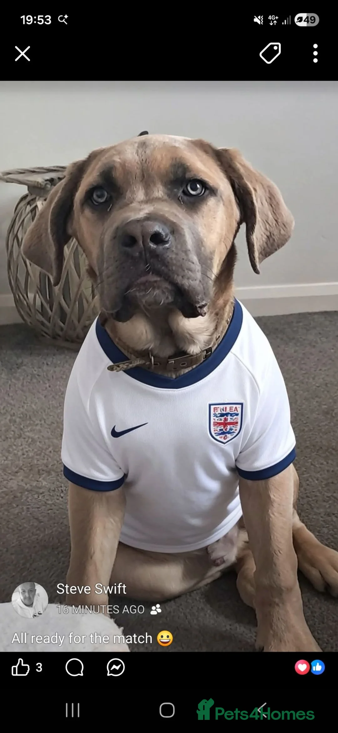 Cane Corso dogs for sale: Male Cane Corso Pup - Advert 2