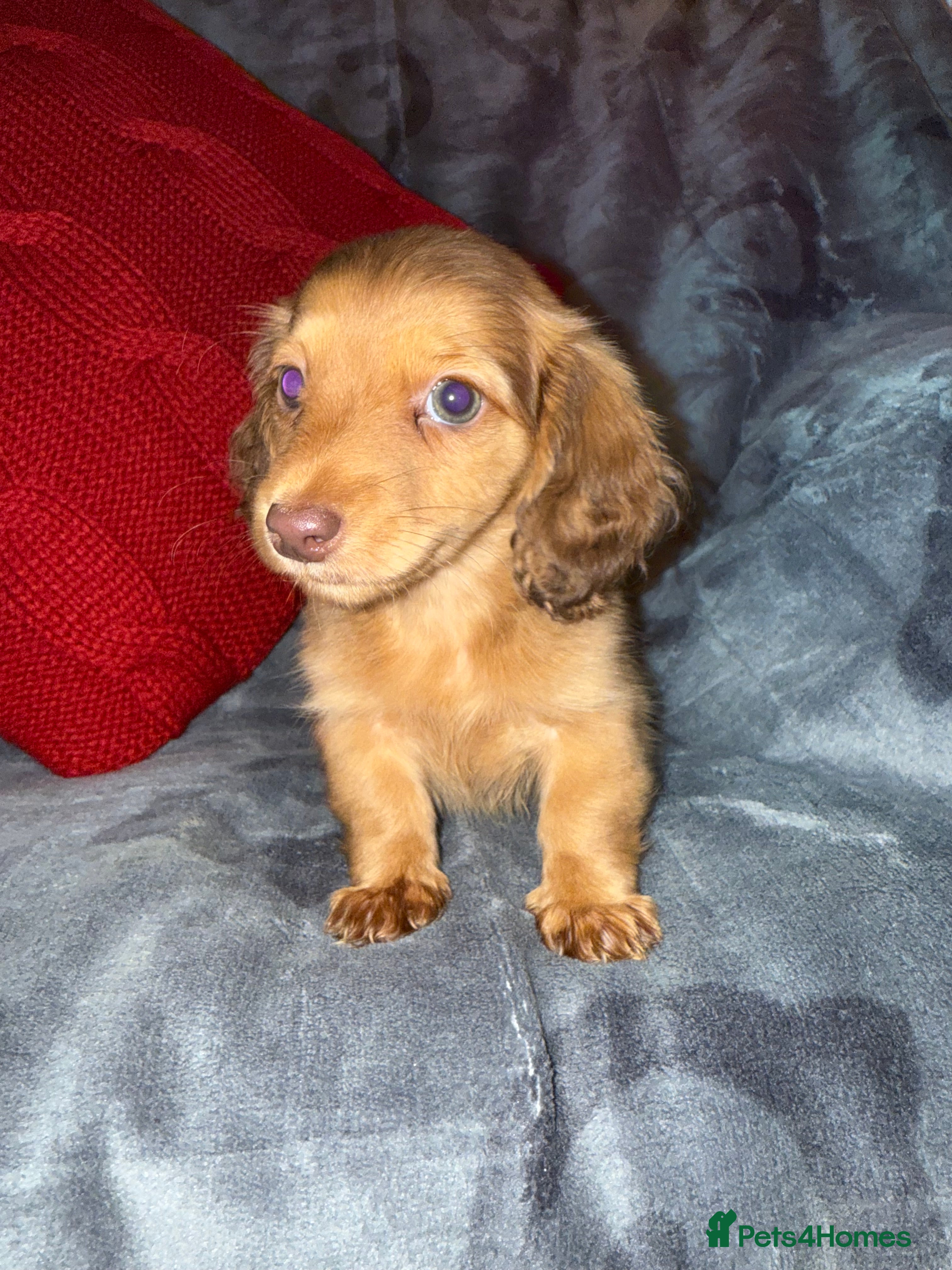 Miniature Dachshund dogs 💚🧡Stunning KC Longhaired Mini Dachshunds💚🧡 - Advert 6
