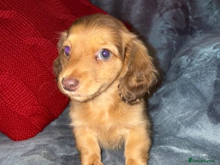 Miniature Dachshund dogs 💚🧡Stunning KC Longhaired Mini Dachshunds💚🧡 - Advert 16