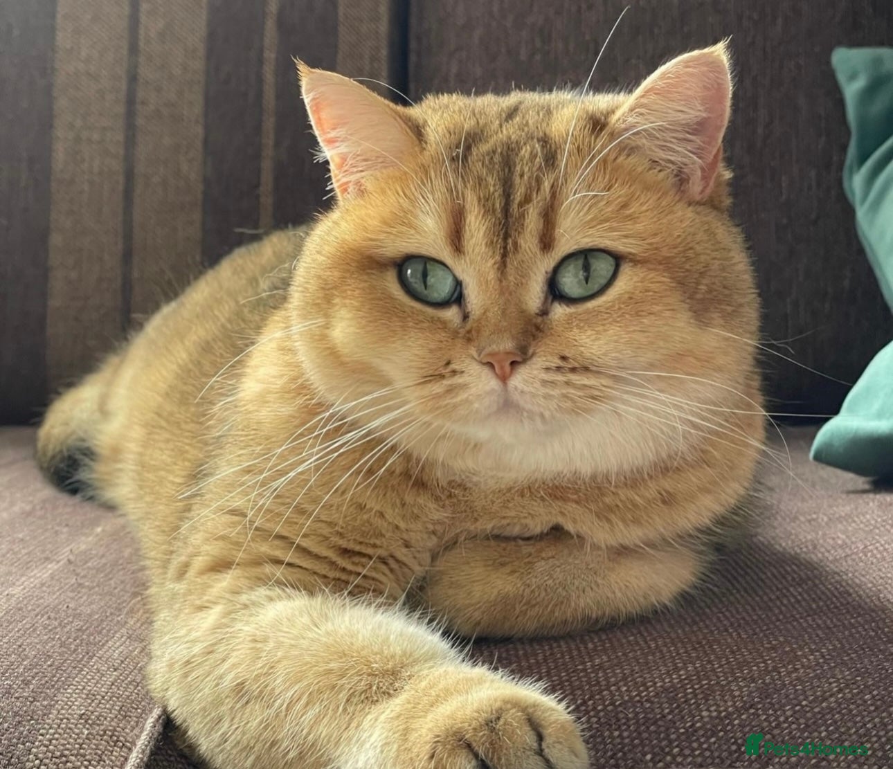 British Shorthair cats for sale: Stunning golden shaded British shorthair kitten - Advert 6