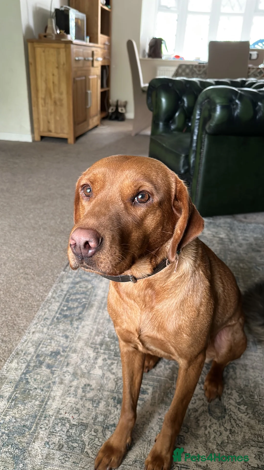Labrador Retriever dogs for sale: Stunning Labrador pups  - Advert 1