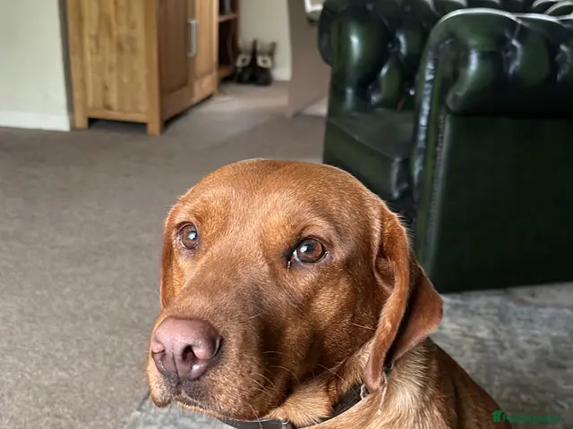 Labrador Retriever dogs for sale: Stunning Labrador pups - Advert 2