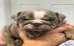 English Bulldog dogs for sale: English bulldog bible John lines  - Image 12