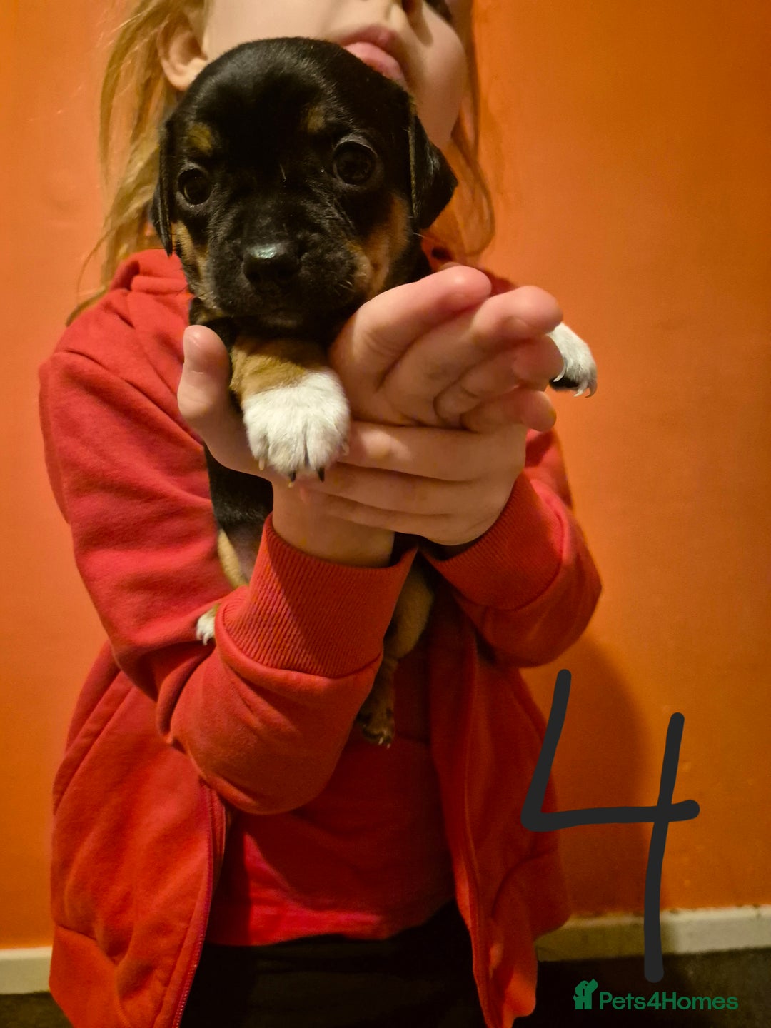 Jack Chi dogs for sale: Beautiful Jack Chi Puppies for Sale - Advert 11