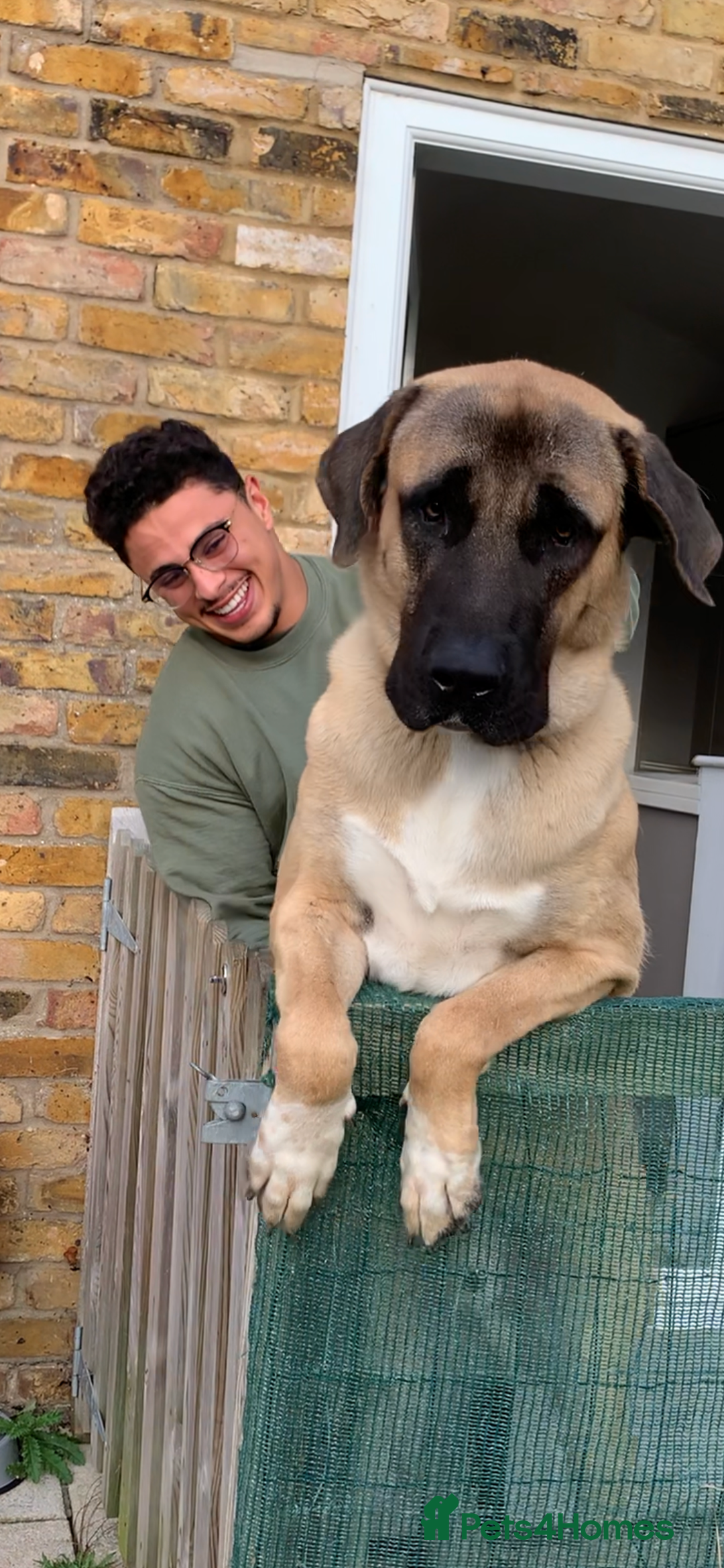 Turkish Kangal dogs for stud: Bruno 'The Kangal King' - Image 1