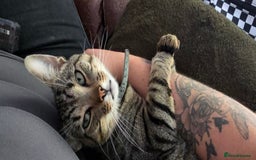 Domestic Shorthair cats for sale: 18 month cat  - Advert 5