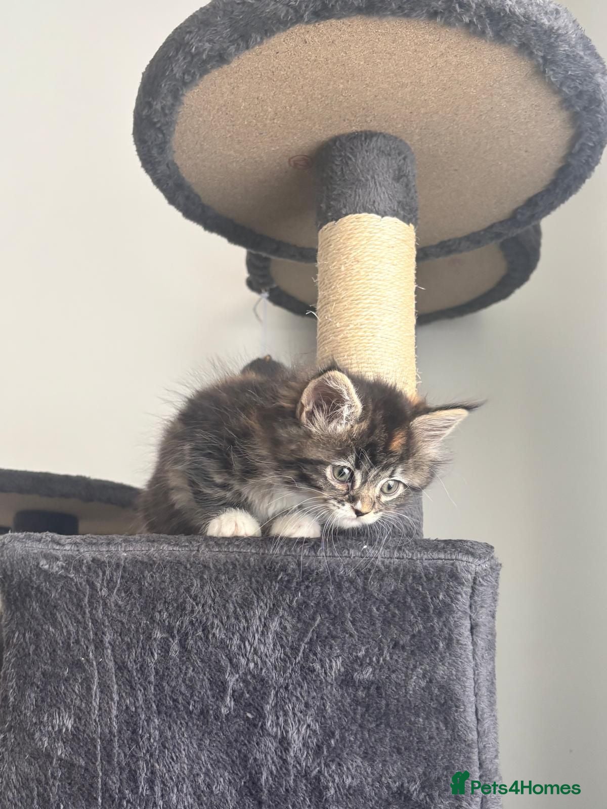 Maine Coon cats Maine coon kitten  - Advert 6