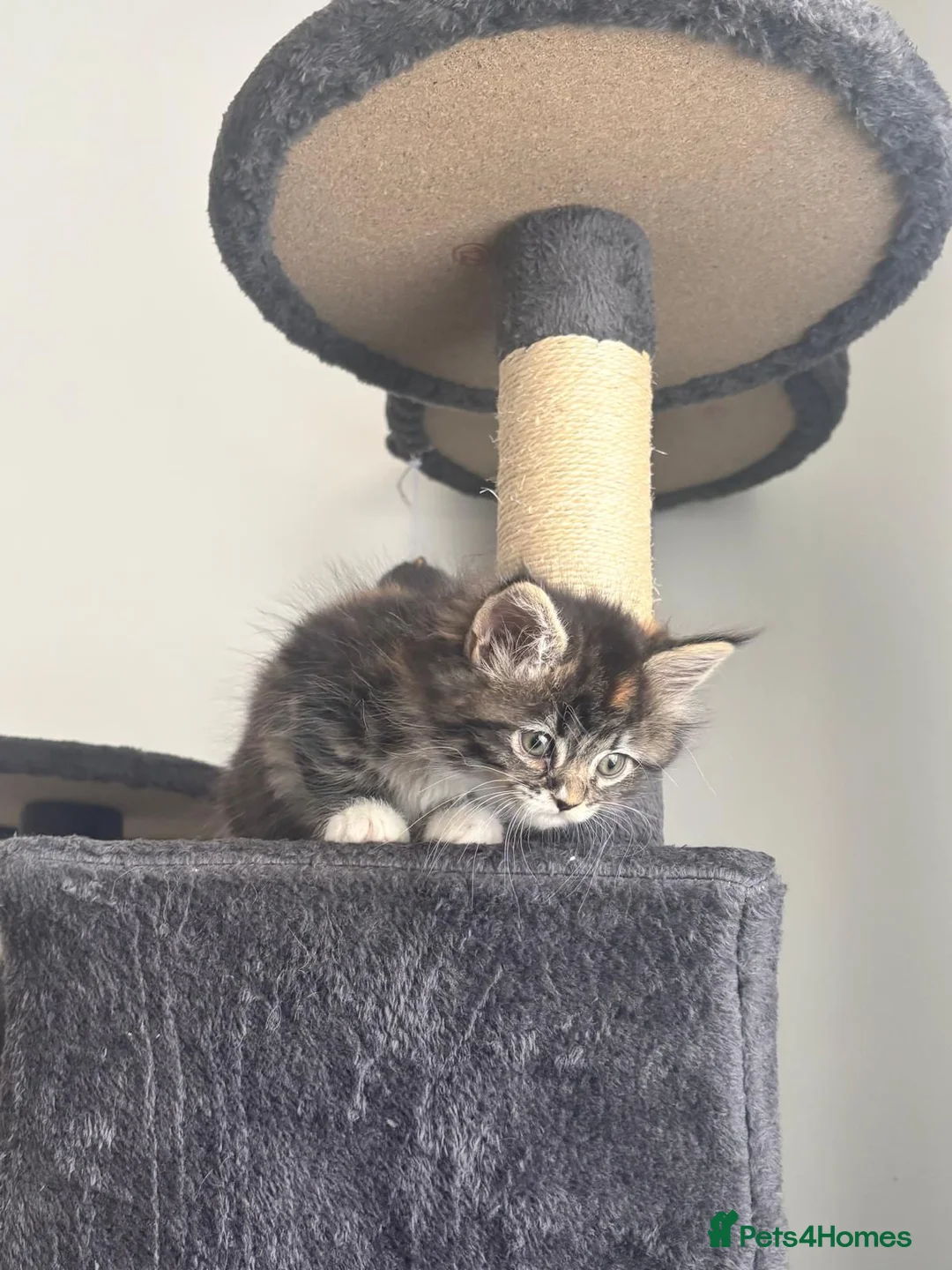 Maine Coon cats for sale: Maine coon kitten  - Advert 1