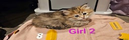 Siberian cats for sale: Purebred Siberian Kittens - GREAT for ALLERGY - Advert 10