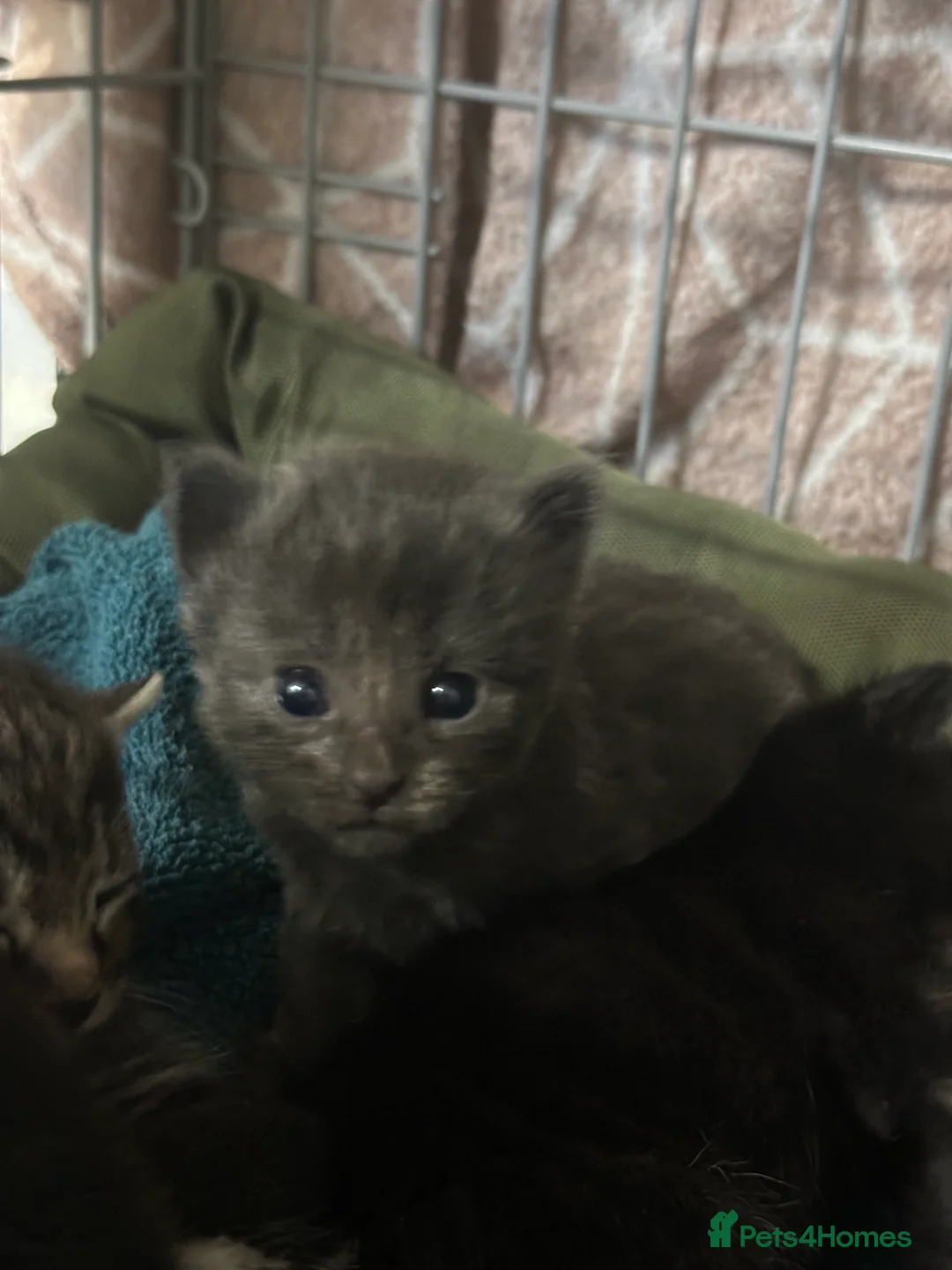 British Shorthair cats for sale: 7 beautiful British short hair crosses  - Advert 5