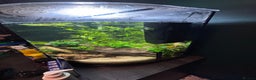 Barbs fish for sale: Full tropical setup with live plants and fish - Advert 6