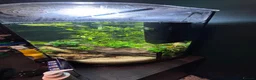 Barbs fish for sale: Full tropical setup with live plants and fish - Advert 6