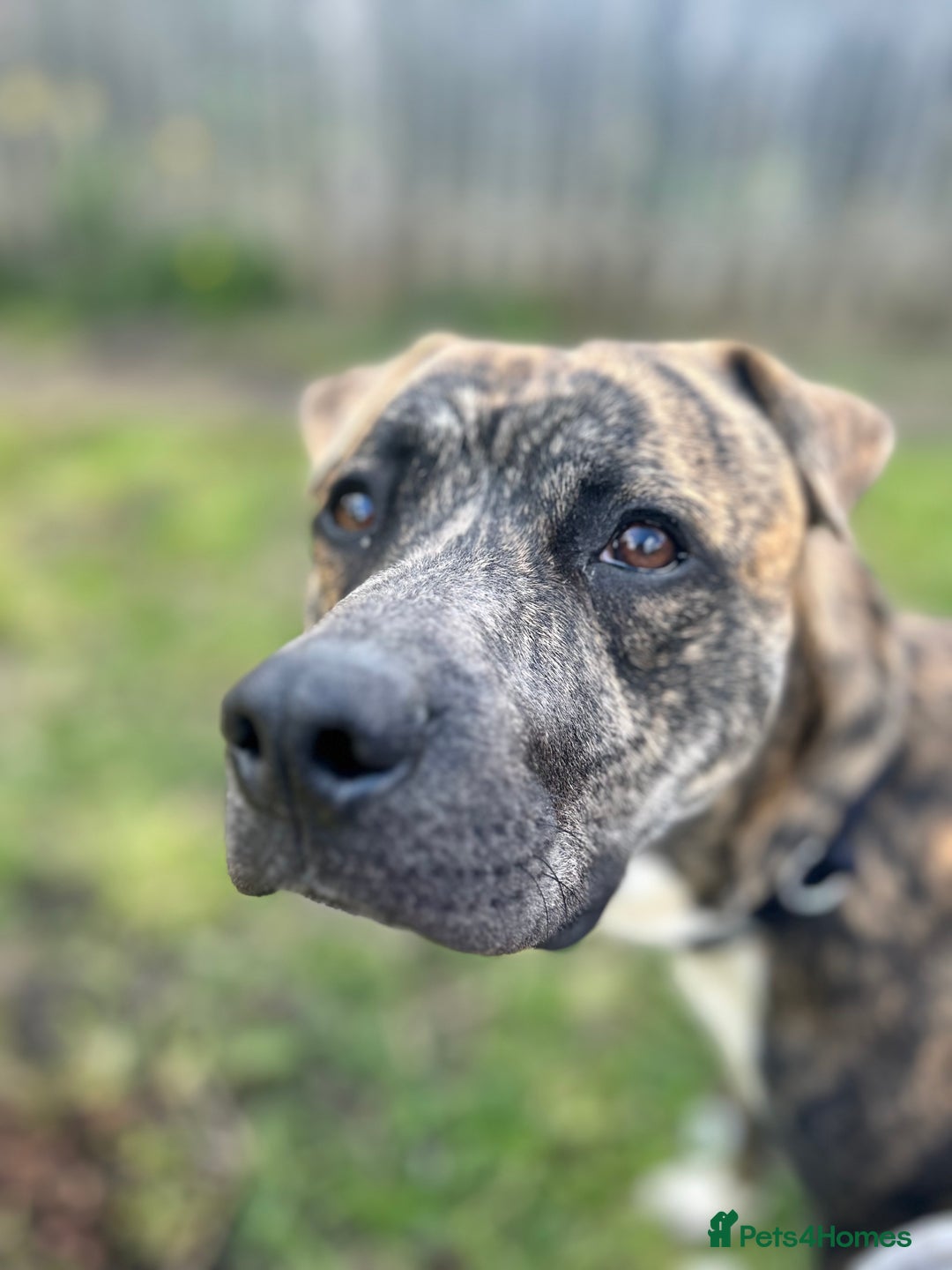 Mixed Breed dogs for sale: Boxer x Staffy  - Advert 3