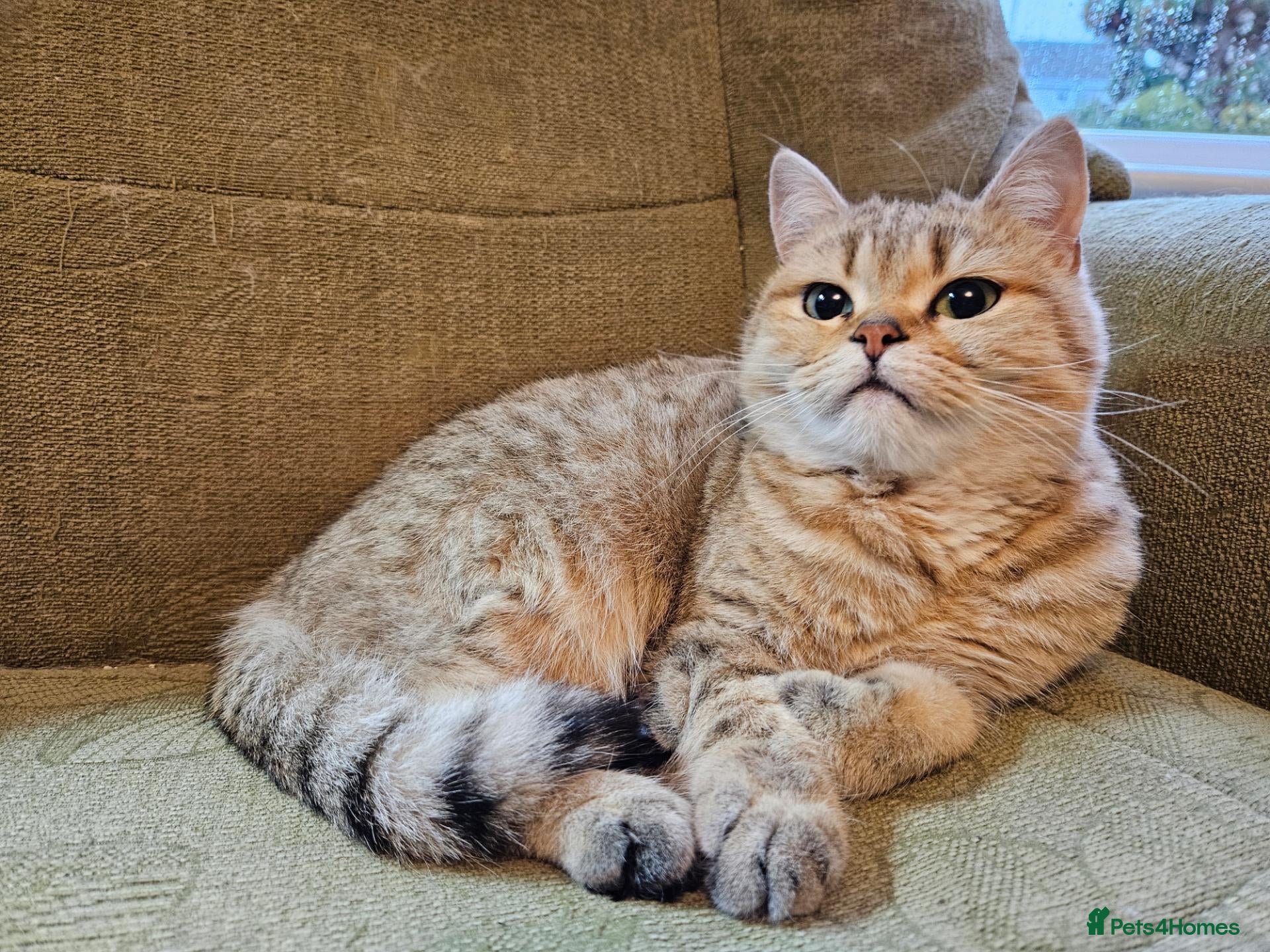 British Shorthair cats Golden British Shorthair Adult Female - Advert 9