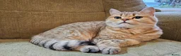 British Shorthair cats for sale: Golden British Shorthair Adult Female - Advert 1