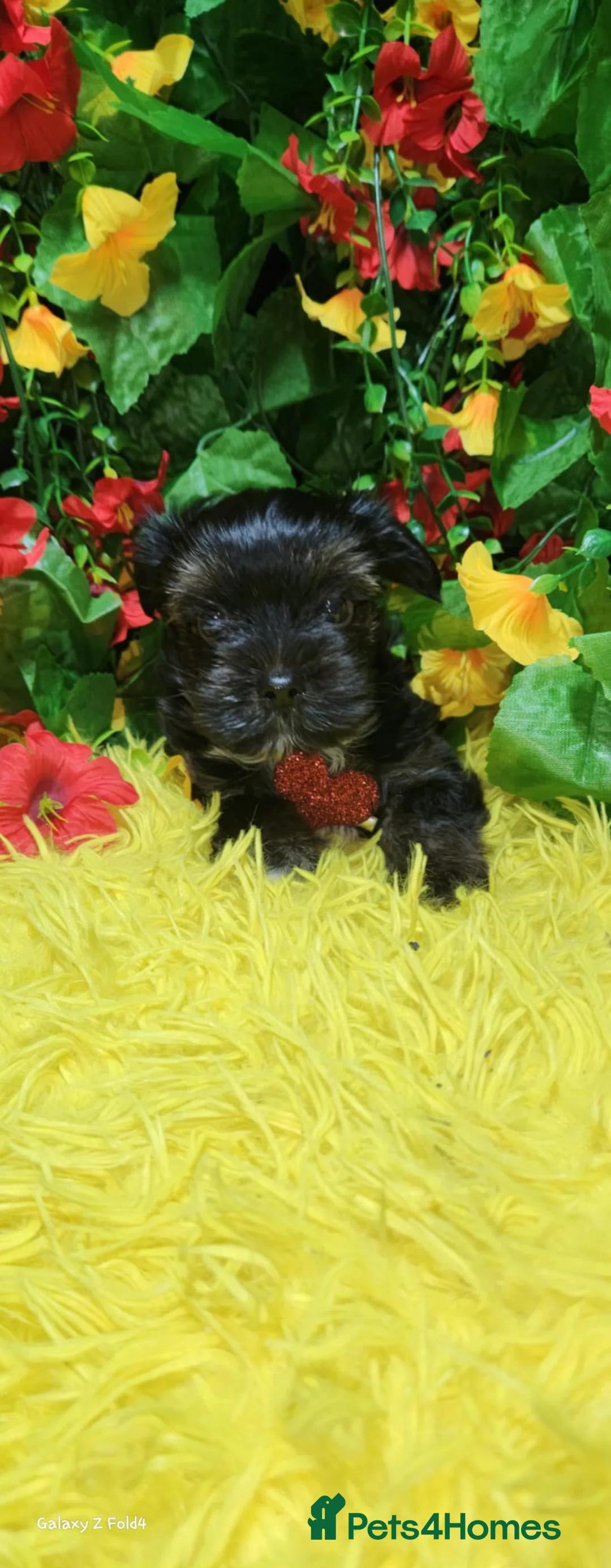 Yorkshire Terrier dogs for sale: Beautiful Colourful Yorkshire Terrier Puppies  - Advert 2