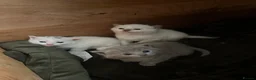 British Shorthair cats for sale: BRITISH SHORT HAIR X KITTENS  - Advert 3