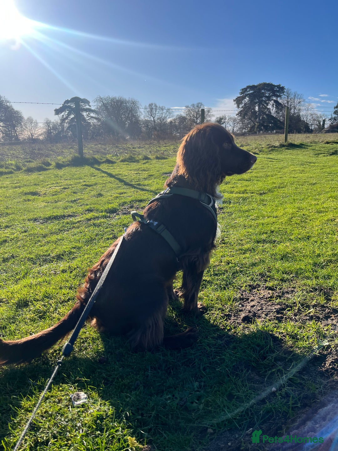 Cocker Spaniel dogs for stud: Working cocker spaniel available for stud  - Image 7