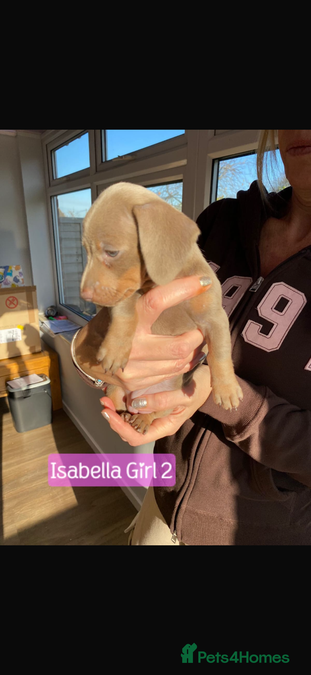 Miniature Dachshund dogs for sale: KC Minature Dacshunds READY NOW! - Advert 7