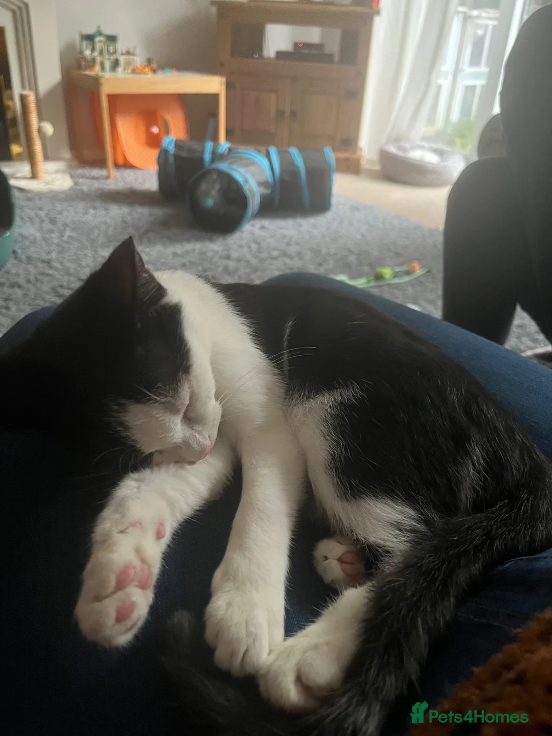 Domestic Shorthair cats for sale: REHOME - Small Domestic Shorthair Female - Advert 5