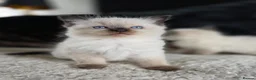 Ragdoll cats for sale: Beautiful Ragdol Kittens  - Advert 2