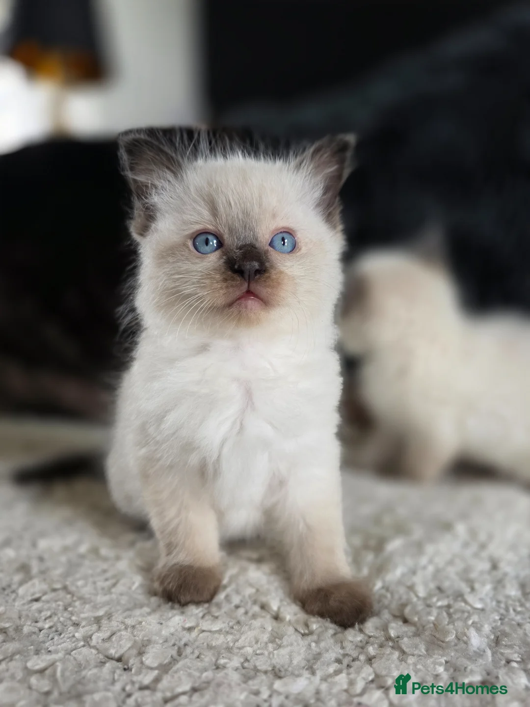 Ragdoll cats for sale: Beautiful Ragdol Kittens  - Advert 2